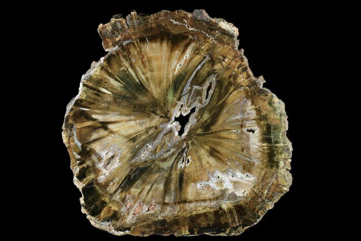 Triassic Petrified Wood (Woodworthia) Round - Zimbabwe #181831